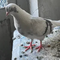یه جفت کبوتر