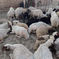 ۲۴میش داشتی