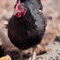 خورس ذبح قربونی