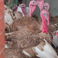 بوقلمون بربون اصلاح شده