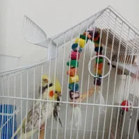 عروس هلندی با قفس