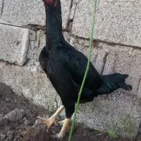 مرغ لاری و خروس لاری|حیوانات مزرعه|رشت, لاکانی|دیوار