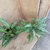 گیاه آپارتمانی زیبا|گل و گیاه طبیعی|رشت, پل تالشان|دیوار