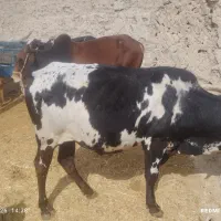 گاو فروشی ق