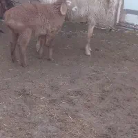 میش|حیوانات مزرعه|زیرکوه, |دیوار