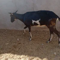 بز وکره|حیوانات مزرعه|مهریز, |دیوار