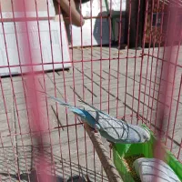 طوطی،کتوله برزیلی ،مرغ عشق