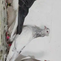 کفتر ساده کاکلی گراف