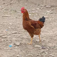 ۱عدد خروس سرحال وجوان|حیوانات مزرعه|پاکدشت, شهرک امام رضا|دیوار