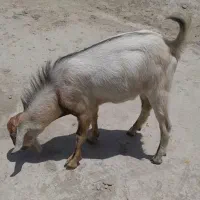 کهره نری 1ساله