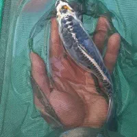 ماهی کوی پوست چرم