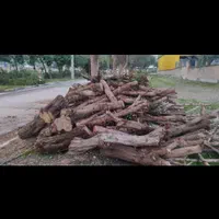 هرس کاری خریدچوب وبرش درخت|خدمات باغبانی و درختکاری|اهواز, فرهنگ شهر|دیوار