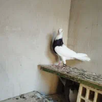 جفت کفتر طوقی|پرنده|کنارک, |دیوار