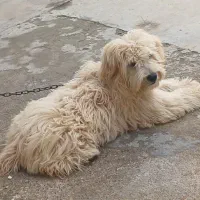 سگ شیتزو بازی گوش