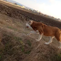 سگ ماده|سگ|اردبیل, |دیوار