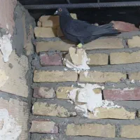 شامی|پرنده|سبزوار, شرق کال شمالی|دیوار