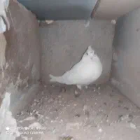 کبوتر کوهی. نوک ریز