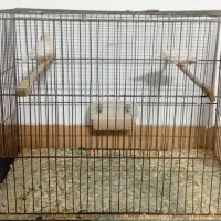 فنچ نروماده باقفس ووسایل