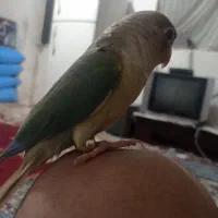 طوطی گرنچیک|پرنده|کهنوج, |دیوار