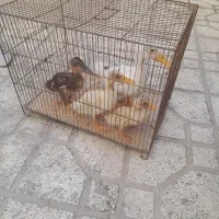 اردک دو ماهه