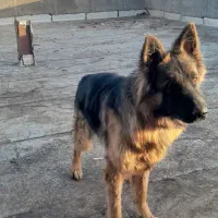 ژرمن شولاین اصیل