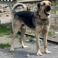 سگ پژدر استثنایی