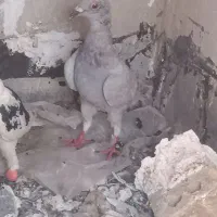 جوجه کاغذی|پرنده|اهواز, طالقانی|دیوار