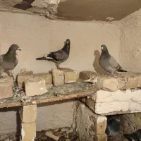 قره|پرنده|خواف, |دیوار