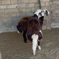 قوچ بروجردی اصل اصیل|حیوانات مزرعه|کلاله, |دیوار