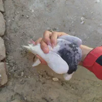 کبوتر یا کفتر