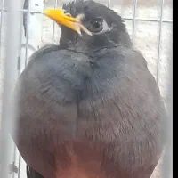 گمشده