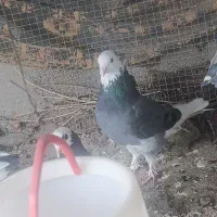 کفتر شازده عتیقه