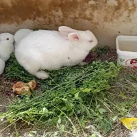 فروش خرگوش