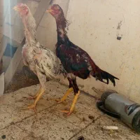 7 تا خروس لاری معاوضه|حیوانات مزرعه|تربت جام, شاهد|دیوار