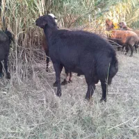 قوچ|حیوانات مزرعه|مزرعه کتول, |دیوار