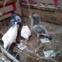 سلام  پنج عدد حیوان بم برای فروش