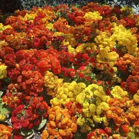 اجاره ساختمان 120متری حیاط دار