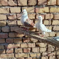 کبوتر ومرغ محلی معاوضه