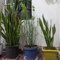 گل سانسوریا