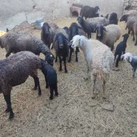 بره و بزغاله شیری میش بره دار چپش بز بزغاله دار|حیوانات مزرعه|قم, شهر قائم|دیوار