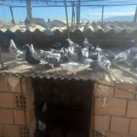 کبوتر مسافتی