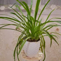 گل مصنوعی|گل مصنوعی|نورآباد, |دیوار