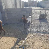 2 عدد بزغاله نر و یک بره نرینه|حیوانات مزرعه|مشهد, فریزی|دیوار