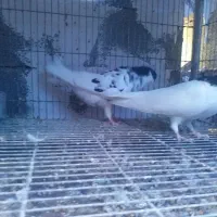 جفت یال شهری میمند|پرنده|میمند, |دیوار