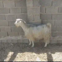 میش و بز آبستن|حیوانات مزرعه|شیراز, آبیاری|دیوار