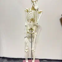 مولاژ اسکلت