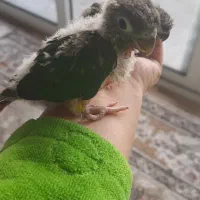 یک عدد جوجه سرلاکی گرینچیک