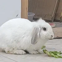 خرگوش ماده نژاد لوپ( عادت ماهانه ندارد )همراه قفس