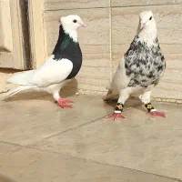 جفت طوقی با یه نر