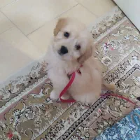 واگذاری حیوان خانگی